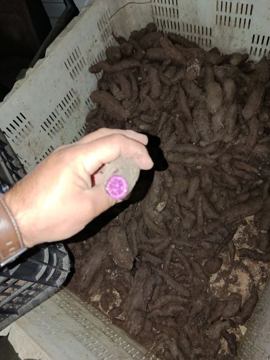 Vendo batata doce bio