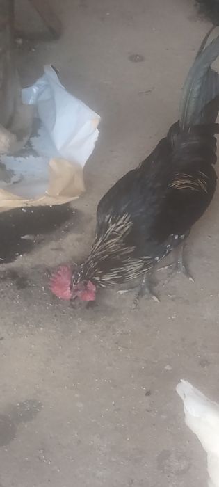 Granizas fêmeas e machos.