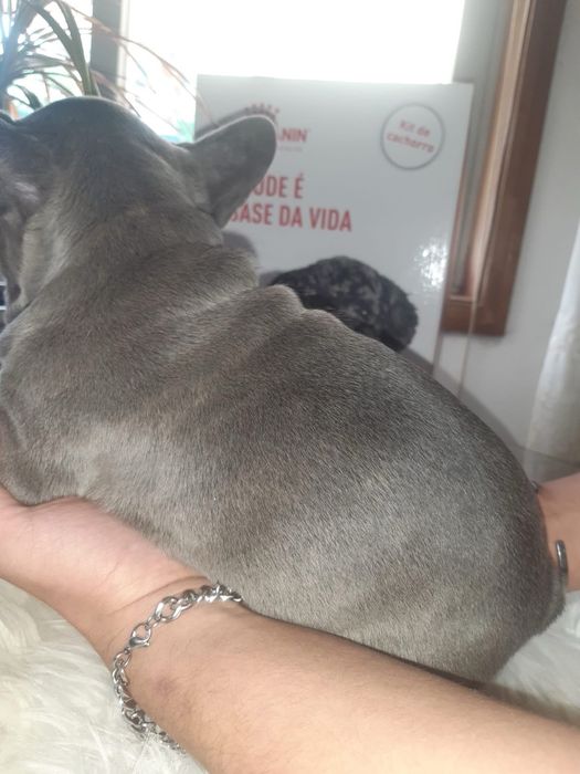 Bulldog Francês Menino