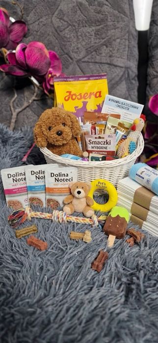 Mini xxs Maltipoo ciemna piękna kręcona suczka typ laleczki jedyna taka
