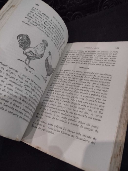 Galinhas e Ovos 1953 Dr. Mário Marques