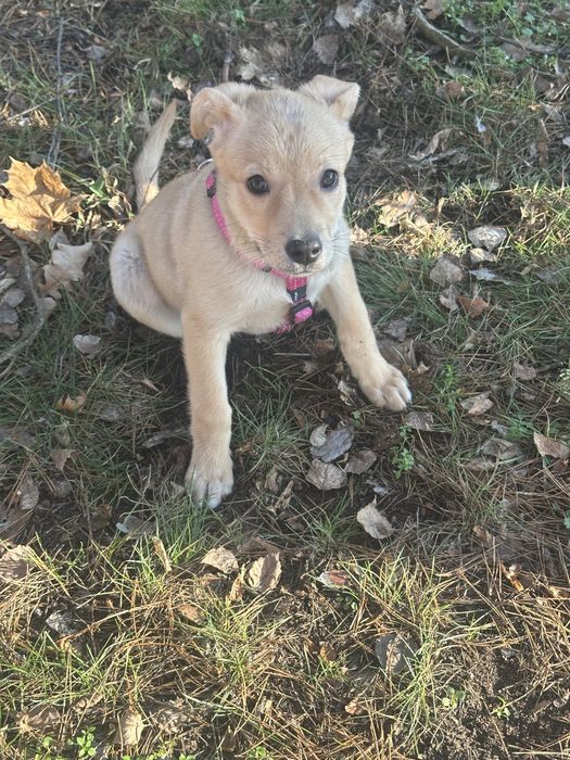 Безкоштовно, щеня в хороші руки