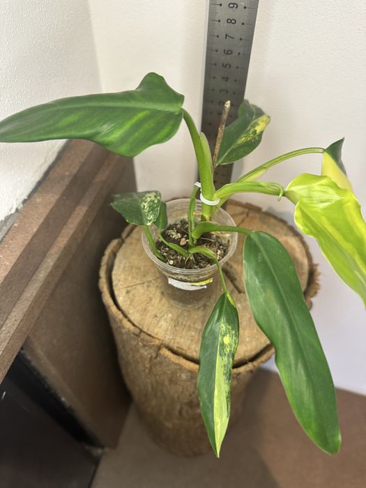 Філодендрон Philodendron   Siam Sunrise