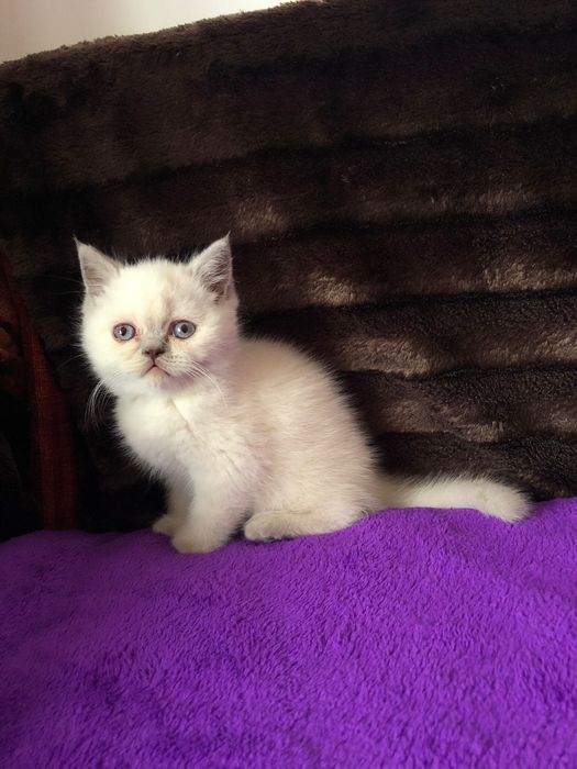Macho Scottish Straight Lilac Point