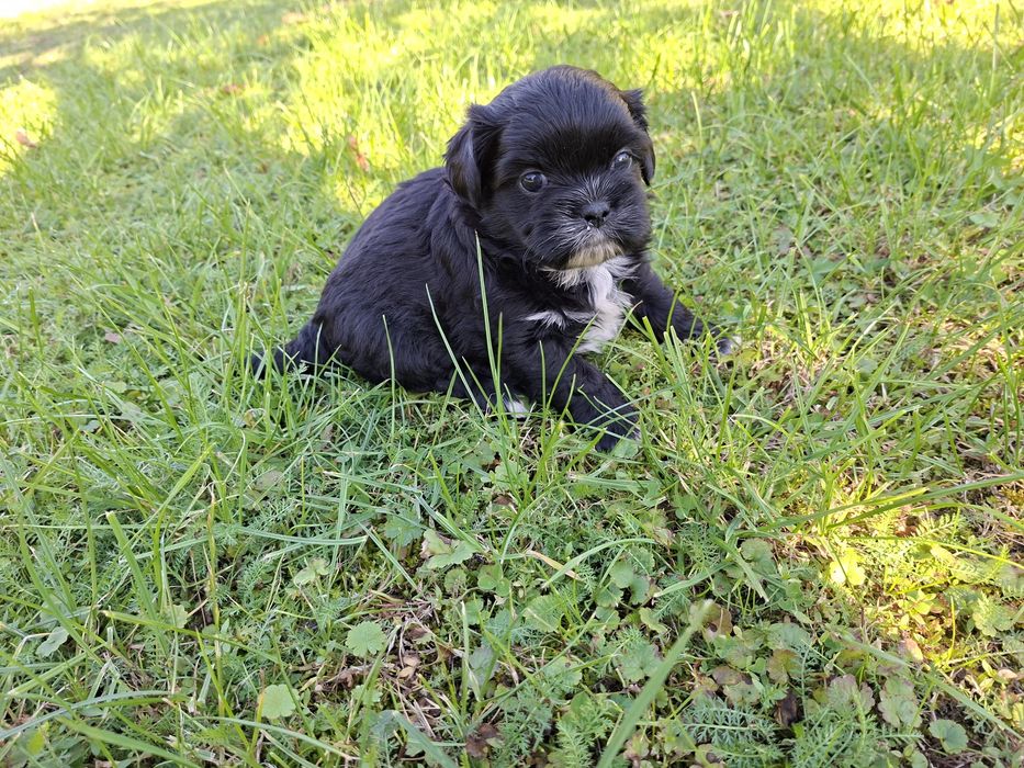 Shih-tzu piesek czarny