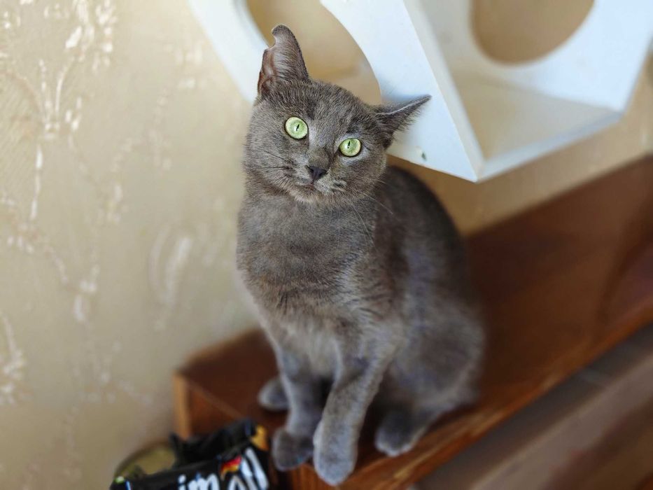 Милаша, 1 год, ищет дом — нежная кошечка с сердцем, полным любви!