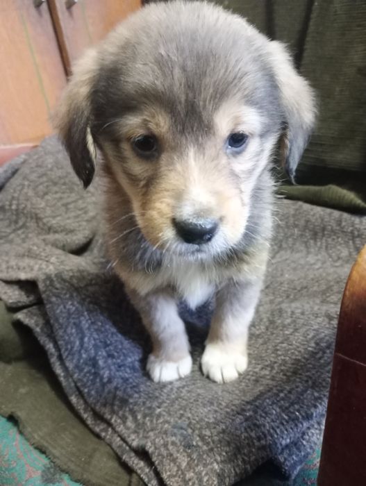 Віддам безкоштовно цуцика хлопчик від собаки порода Естонська гонча