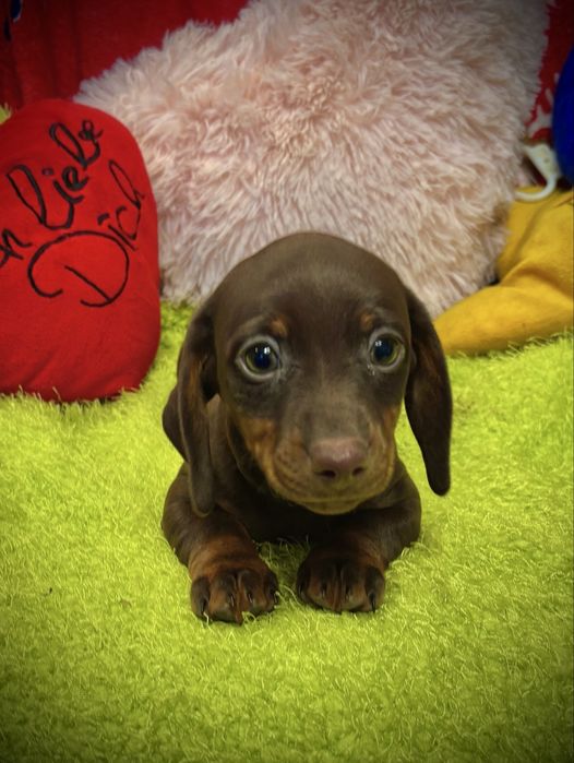 Jamnik miniaturowy-piesek zarezerwowany