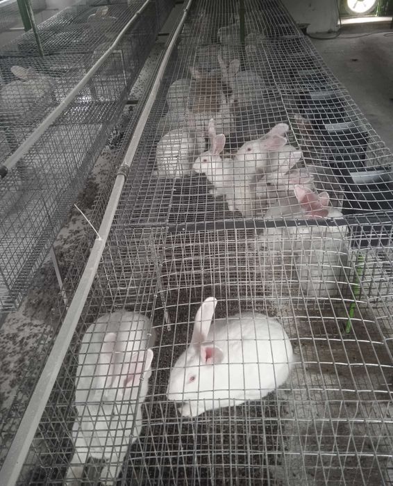 Молодняк кролів Термонська біла