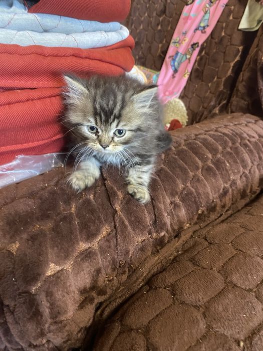 Продам кошеня скотіш страйт