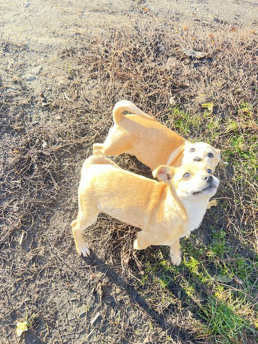 Вітдам в добрі руки щеня невідомоі породи