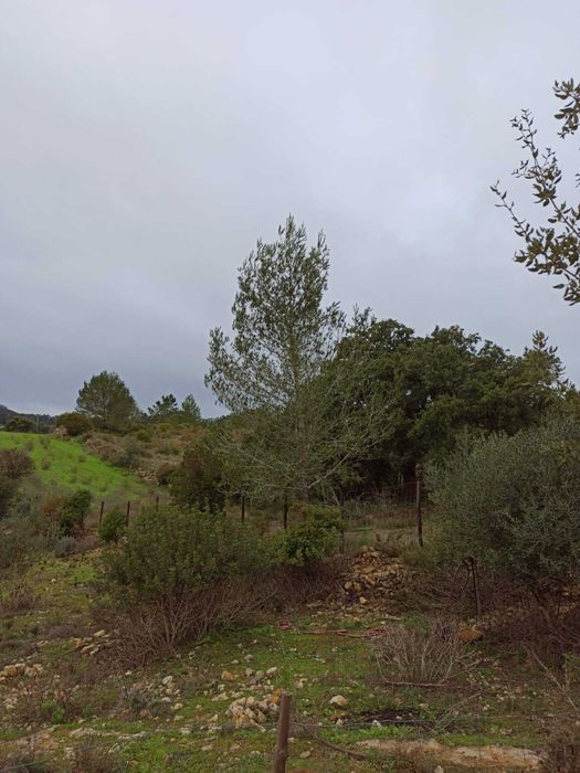 Pinheiro bravo com 20metros de altura (40cm diâmetro)