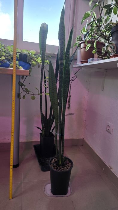 Espada de São Jorge  com 1m