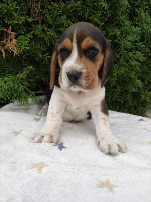 SSliczne Beagle piesek.