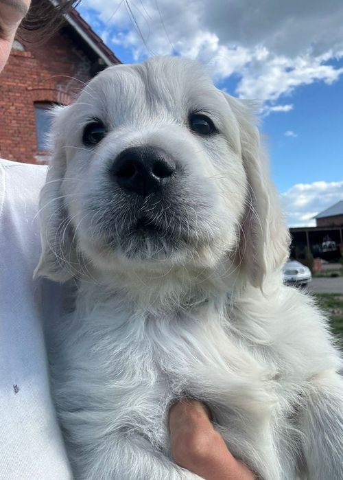 Golden retriever rodowód fci zkwp chłopaki już do odbioru