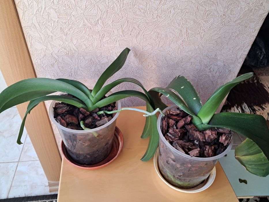 Орхідеї домашні продам