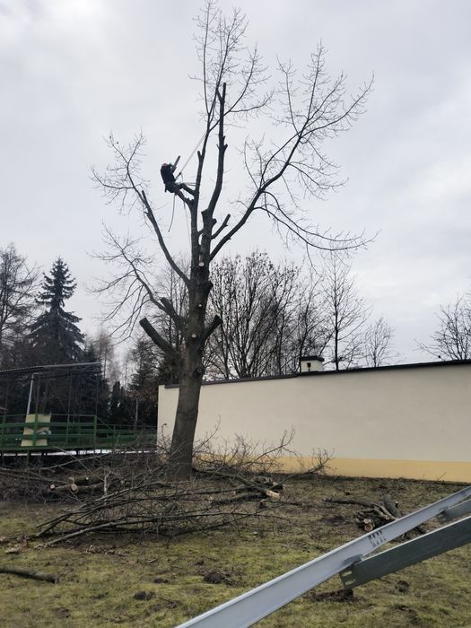 Wycinka ,przycinka i pielęgnacja drzew