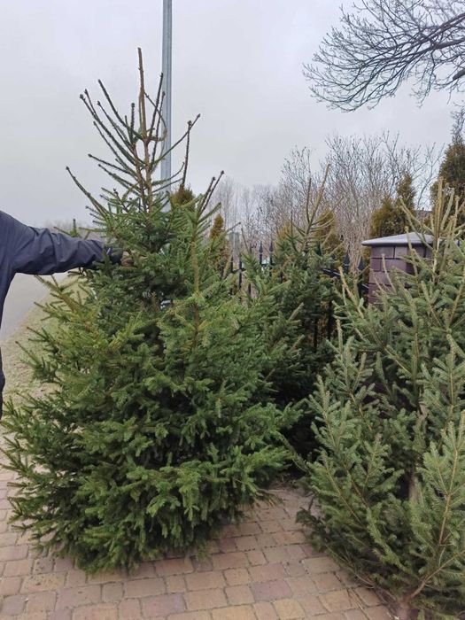 5 letnia plantacja choinek