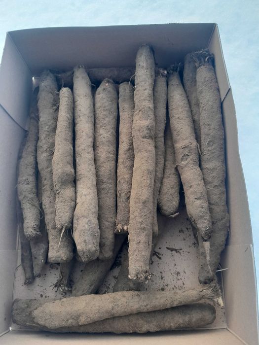 Skorzonera świeża, wężymord salsefia