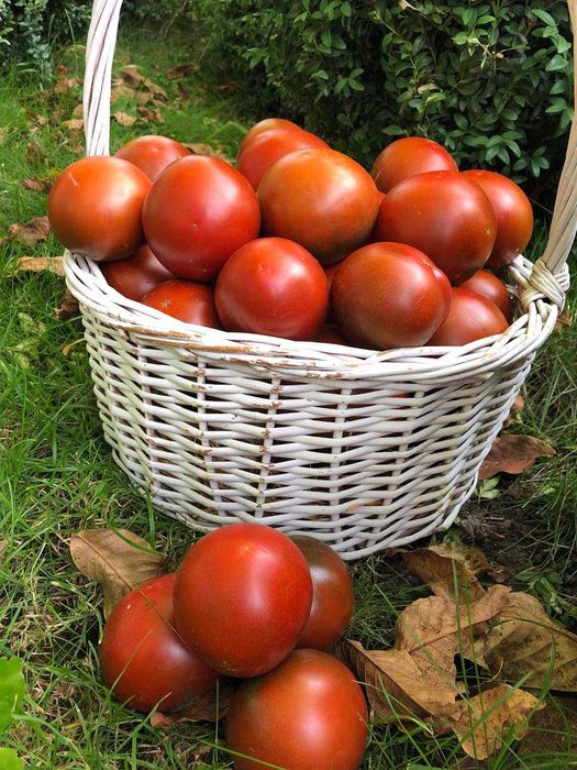 Насіння надврожайного томату Мавр, 150 шт.