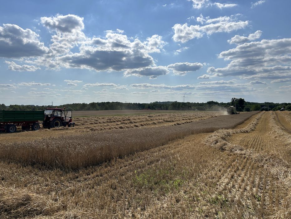 Sprzedam Pszenżyto Tributto