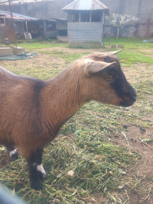 Vendo cabra anã  possibilidade de estar prenha