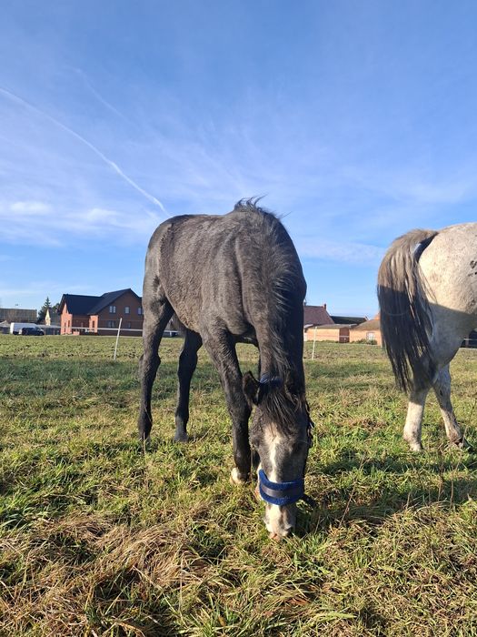 Siwa klaczka rasy ślaskiej