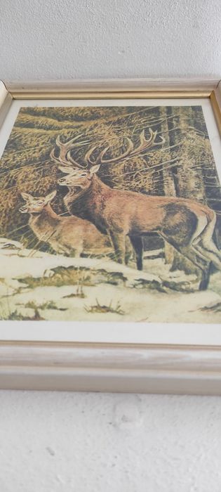 Stary obrazek myśliwski Jeleń Sarna Poroże