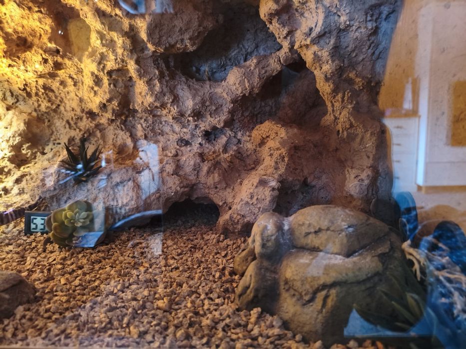 Gekon lamparci + terraium i cały sprzęt