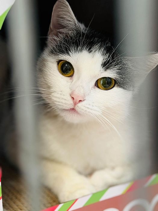 Koteczka do pilnej adopcji