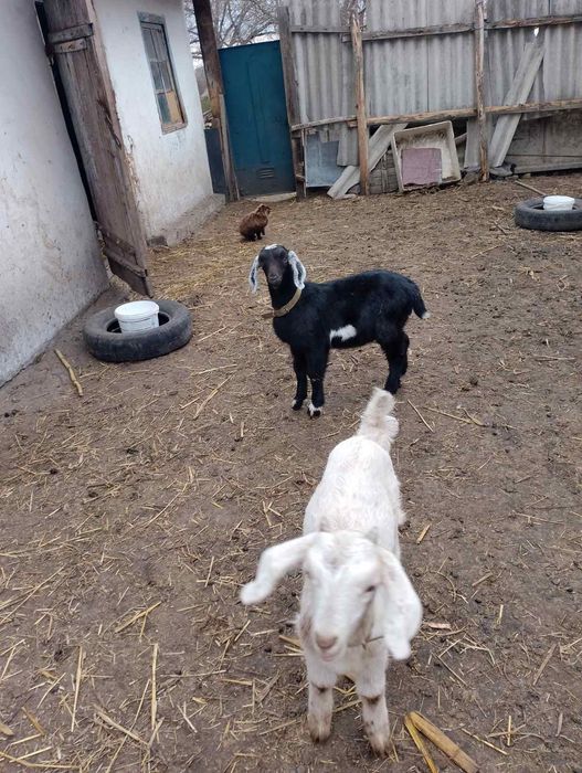 Продам коз та козинят