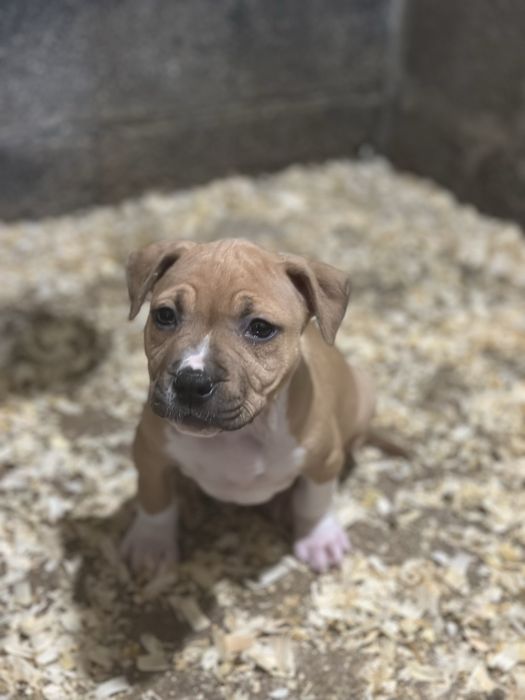 American staffordshire terrier