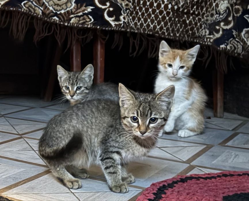 Кошенята котики коти