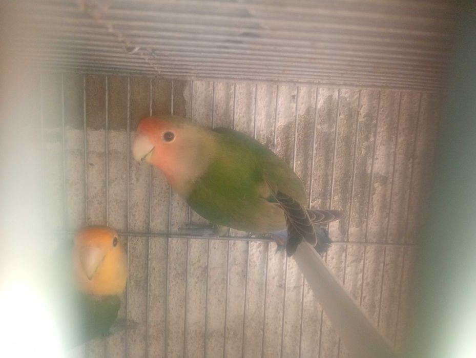 Agapornis roseicollie 2026