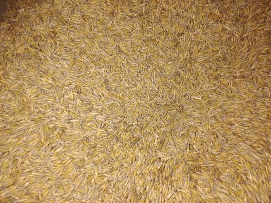 Owies ekologiczny bingo!