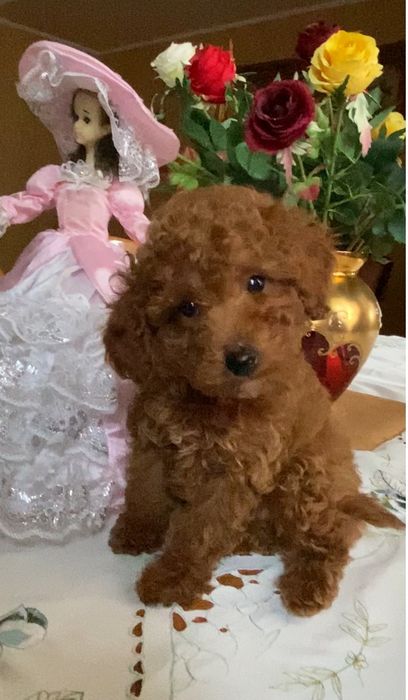 Дівчинка той пудель