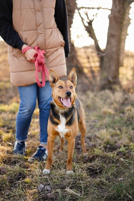 Собака шукає сімʼю в добрі руки