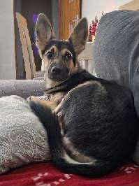 Sunia Lusia ,7 mcy ,szuka domu.