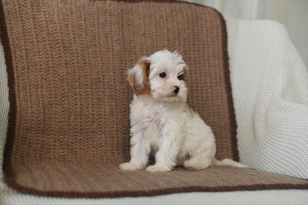 Cavapoo  gotowy do odbioru