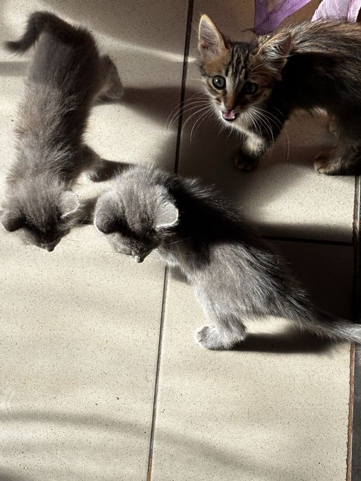 Кошенята в хороші руки