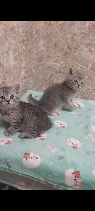 Шотландські кошенята