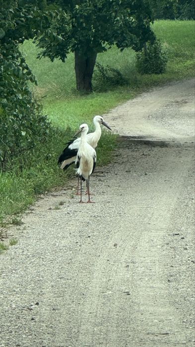 Apartament na Mazurach Jacuzzi Bilard