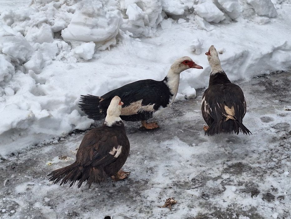 Kaczki i kaczory francuskie