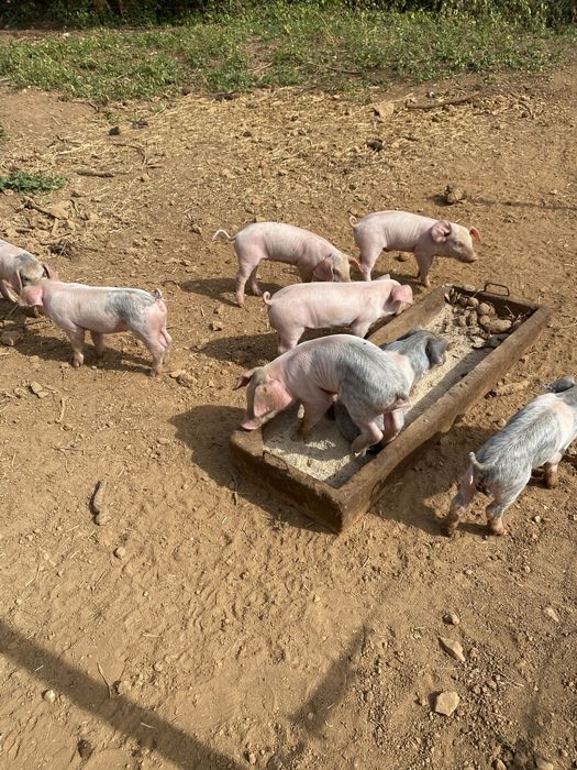 Leitões para finais do mês/agosto