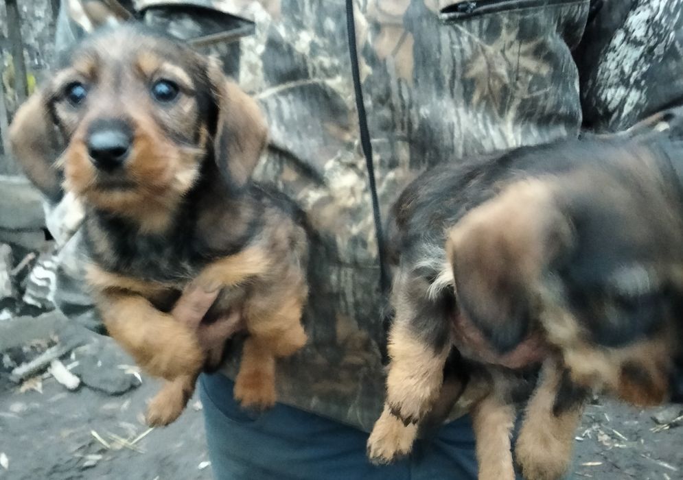 Такса жорсткошерстна