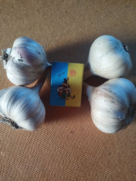 Часник озимий Любаша та Дюшес.