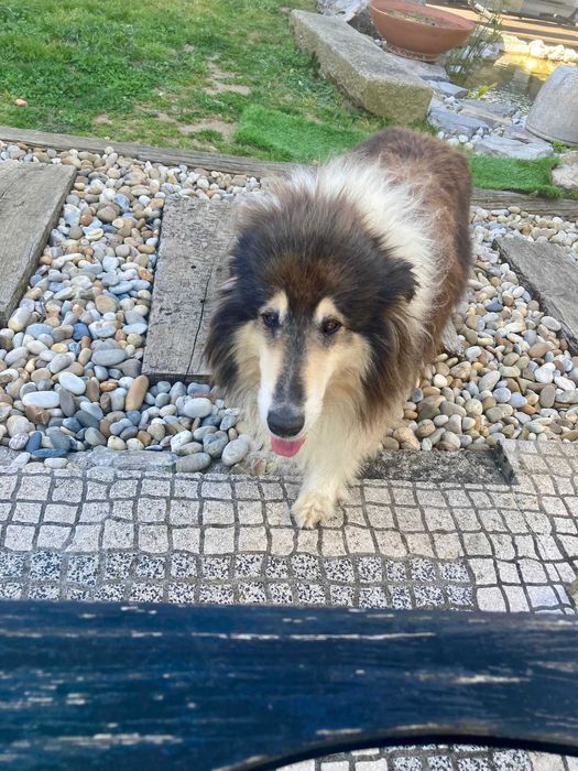 Gratuito para casa com apenas um animal de estimação