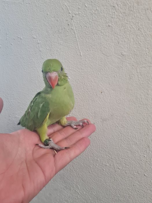 Ring neck verde bebe