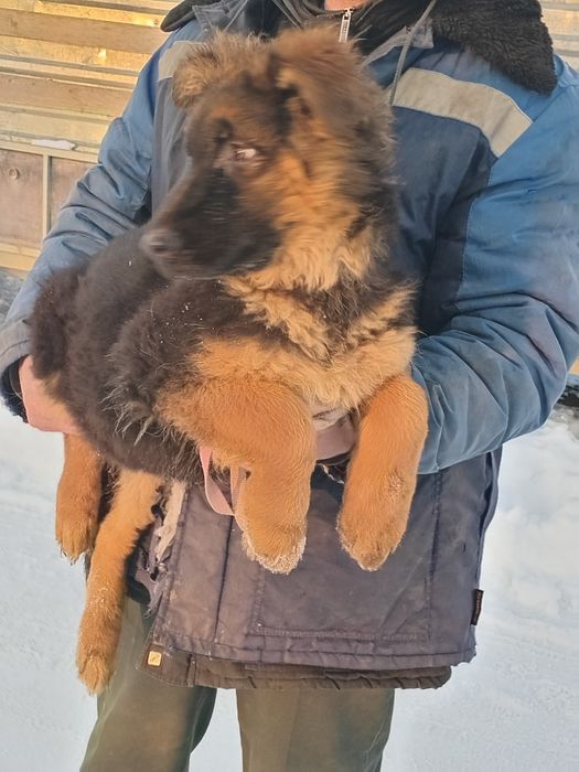 Німецька вівчарка