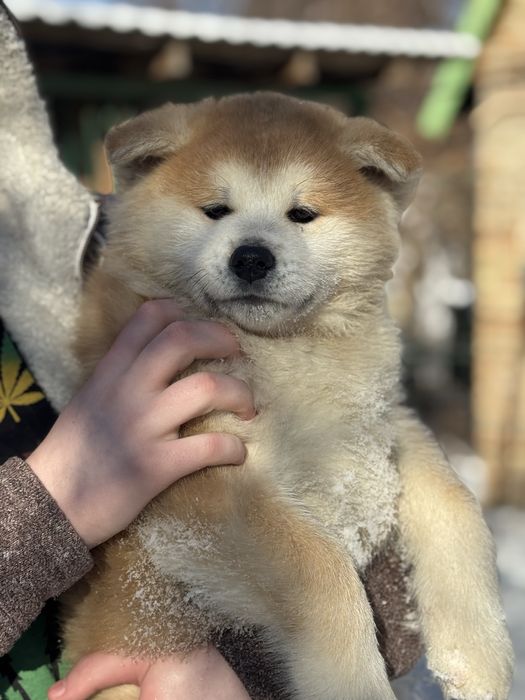 Акіта , акіта іну цуценята з міжнародного розплідника FCI